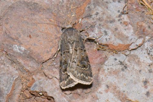 Réf. 238 724 : Agrotis bigramma